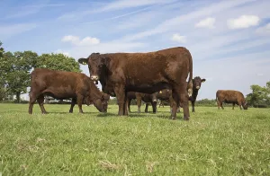 Ungulate Animal Husbandry Drucke: Red Ruby Devon cattle, purebred