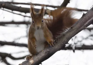 Mammal Photos Drucke: A red squirrel (Sciurus) on a branch