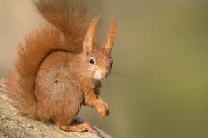 Sciurus Vulgaris Portrait Drucke: Red Squirrel (Sciurus vulgaris)