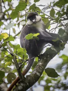 Uganda Travel Photography Drucke: Red-tailed Monkey (Cercopithecus ascanius)