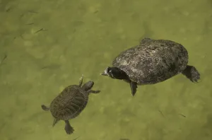 Uninhabited Water Scene Drucke: Redeared Turtle (Chrysemys scripta elegans)