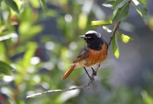Old World Fly Catcher Images Drucke: Redtail