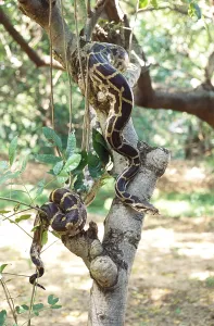 Constrictor Snakes Drucke: Reptiles, Python Indian rock python molurus