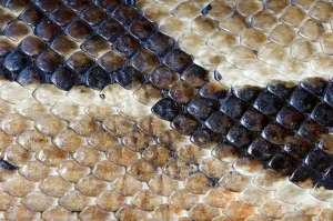 Scaled Reptile Wildlife Photography Drucke: Reticulate Python, skin detail (Python reticulatus) (Python reticulata)