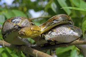 Reticulated Python Drucke: Reticulated python (Malayopython reticulatus)