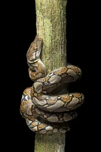 Reticulated Python Drucke: Reticulated python (Malayopython reticulatus)