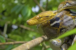 Reticulated Python Drucke: Reticulated python (Malayopython reticulatus)