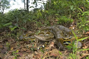 Reticulated Python Drucke: Reticulated python (Malayopython reticulatus)