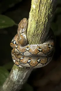 No People In The Jungle Drucke: Reticulated python (Malayopython reticulatus)