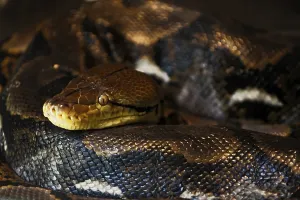Constrictor Snake Species Drucke: Reticulated Python (Malayopython reticulatus)