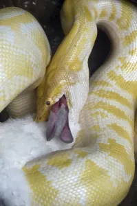 Reticulated Python (Malayopython reticulatus)
