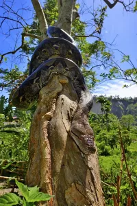 Sumatra Wildlife Drucke: Reticulated python (Malayopython reticulatus)