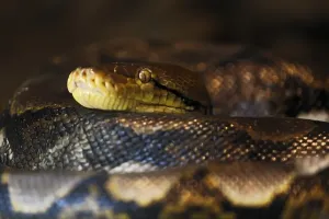 Reticulierter Python (Malayopython reticulatus)