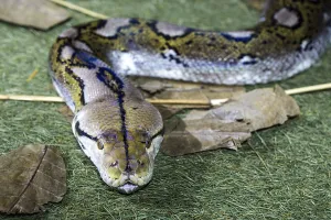 Constrictor Snake Drucke: Reticulated python (Malayopython reticulatus)