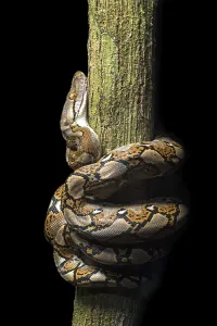 Constrictor Snakes Drucke: Reticulated python (Malayopython reticulatus)