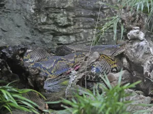 Jungle Wilderness Photography Drucke: Reticulated python (Malayopython reticulatus)