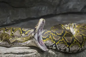 verlassen, niemand, keine Menschen, niemandes, unbewohnt, leer, Entfernung, Entfernungen , Serpentes , Schlange , Schlangen , Schlange , Schlangen wildes Tier wilde Tiere Tiere in der Wildnis Wildtiere Tier Tiere Südostasien Südöstliches Asien Südostasien