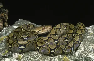 Wildlife Protection Drucke: Reticulated python, python reticulatus