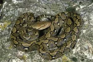 Reticulated python, python reticulatus