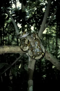 Reticulated Python Drucke: Reticulated python (Python reticulatus)