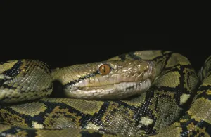 Reticulated Python Drucke: Reticulated Python, python reticulatus