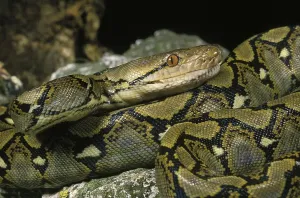 Reticulated Python Drucke: Reticulated python, python reticulatus, adult