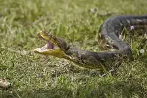 Empty Beaches In Bali Drucke: Reticulated python, Reticulated pythons