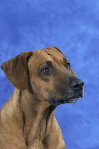 Rhodesian Ridgeback Drucke: Rhodesian Ridgeback
