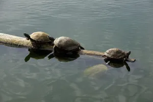 Entrepreneurial Mindset Drucke: The right direction
