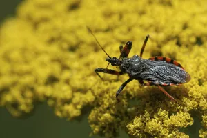 True Bug Species Drucke: Ringed assassin bug