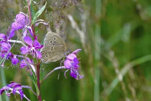 Diurnal Lepidoptera Drucke: Ringlet (Aphantopus hyperantus)