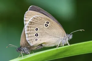 Aphantopus Hyperantus Drucke: Ringlets (Aphantopus hyperantus)