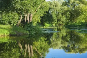 Serene Forest Landscape Drucke: On river in forest