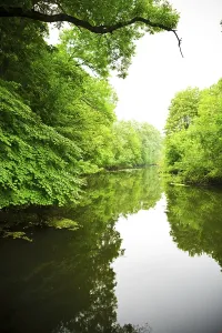 Serene River Scene Drucke: River in forest