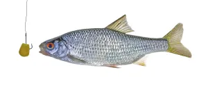 Fishing Equipment Supplies Drucke: Roach roach isolated with corn kernel on a fishing hook