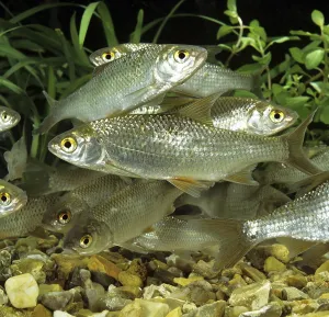 Schooling Fish Behaviour Drucke: Roach (rutilus rutilus)