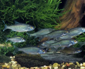Underwater Wildlife Scene Drucke: Roach (rutilus rutilus), swallow, roach