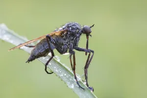 Pterygote Insects Photos Drucke: Robber fly