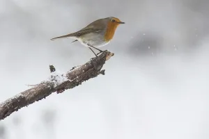 Bird Song Photography Drucke: robin