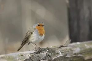 European Robin Photography Drucke: Robin