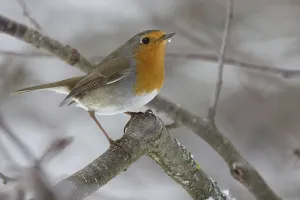 European Robin Photography Drucke: robin
