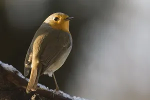 Natural Environments For Birds Drucke: robin