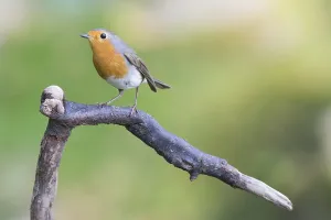 European Robin Wildlife Drucke: Robin