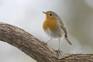 Passerine Birds Online Drucke: robin