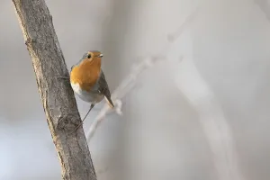 European Robins In Winter Drucke: A robin leans against a tree trunk with a bright