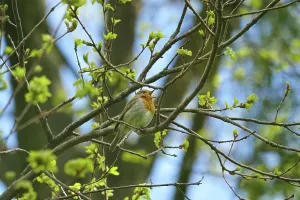 Springtime Birds Drucke: Robin in spring, Germany, Europe