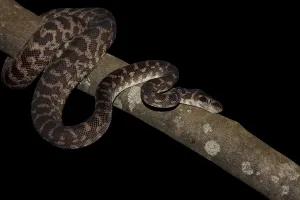 No People Exterior View Drucke: Rough-scaled Python (Morelia carinata)