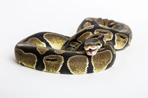 Ball Python Drucke: Royal or Ball Python snake, isolated on white background