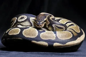 Empty Studio Environment Photos Drucke: Royal Python (Python regius)
