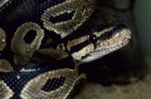 Constrictor Snake Drucke: Royal python (Python regius)